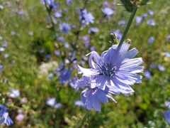 Cichorium intybus
