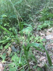 Lolium giganteum