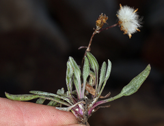 Packera werneriifolia