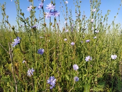 Cichorium intybus