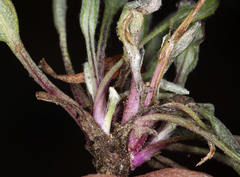 Packera werneriifolia