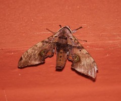 Daphnusa ocellaris