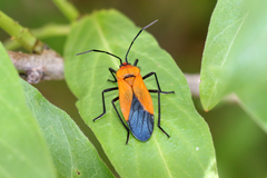 Oncopeltus varicolor