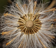 Packera werneriifolia