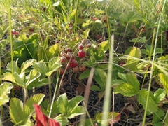 Fragaria viridis