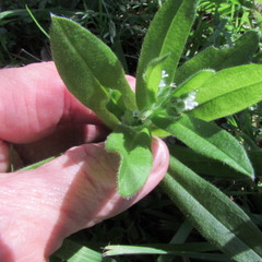 Myosotis verna