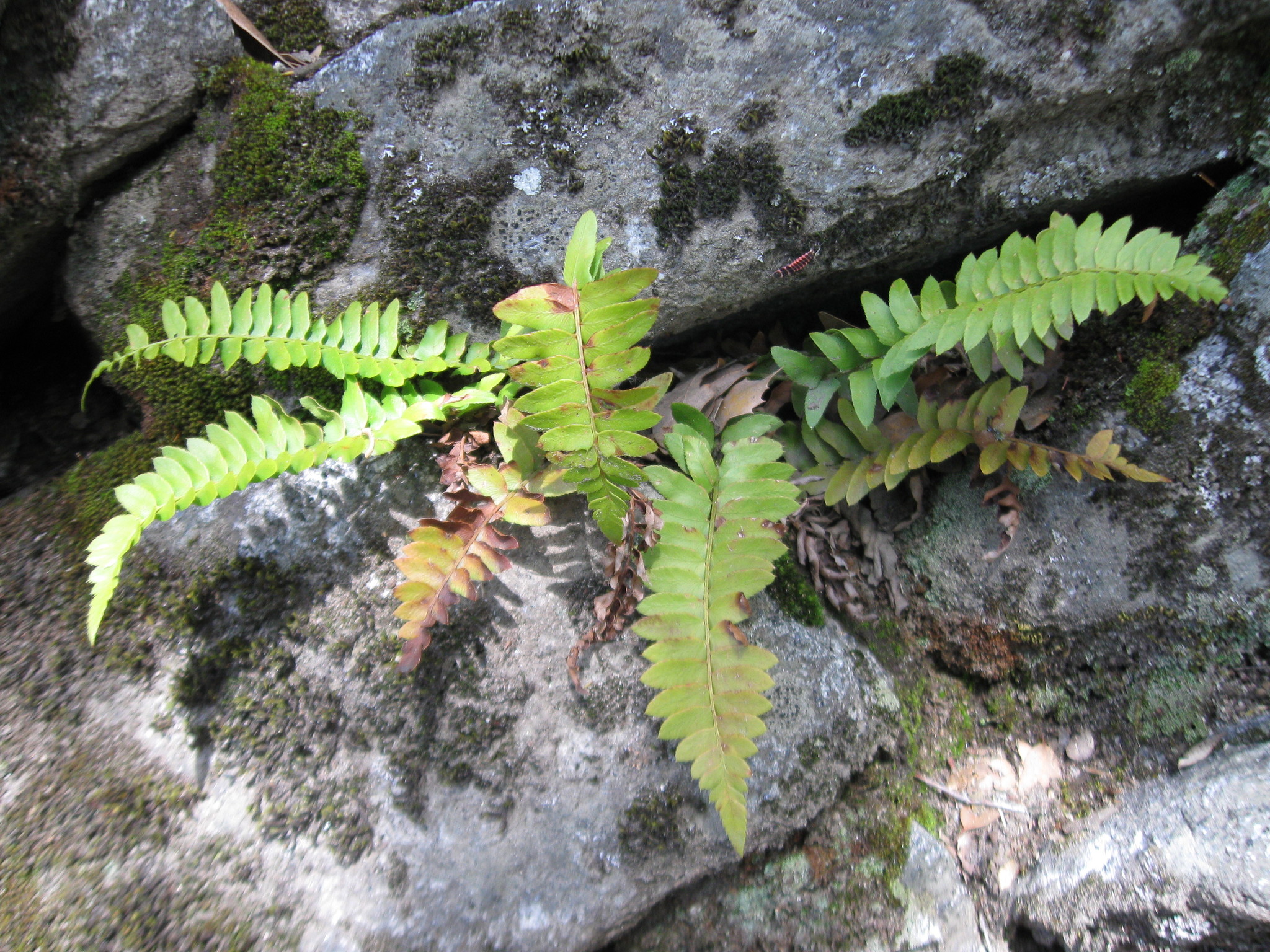 Polystichum imbricans ssp. imbricans