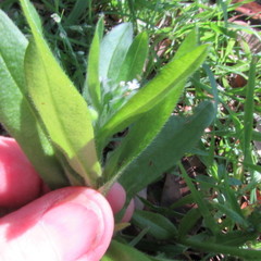 Myosotis verna