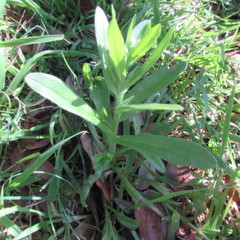 Myosotis verna