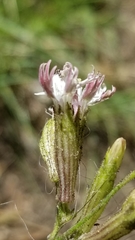 Silene verecunda