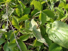Fragaria viridis