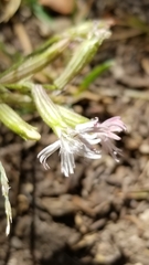 Silene verecunda
