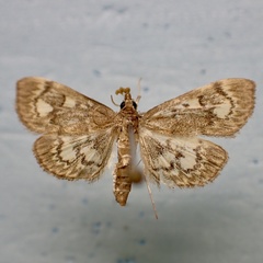Anania plectilis