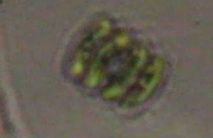 Scenedesmaceae