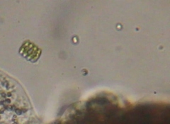 Scenedesmaceae