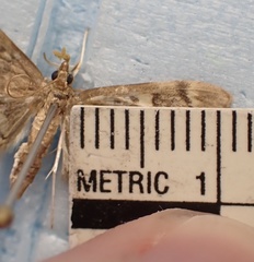 Anania plectilis