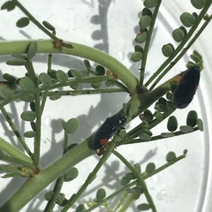 Acmaeodera acanthicola