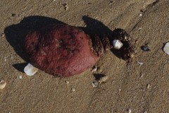 Gynandrocarpa placenta