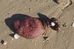 Gynandrocarpa placenta