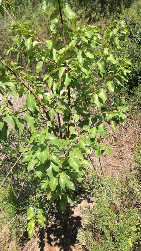 iNaturalist observation photo of Amygdaloideae