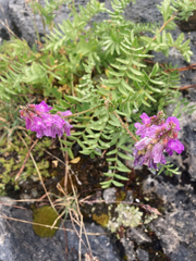 Hedysarum occidentale