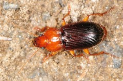 Amphasia interstitialis