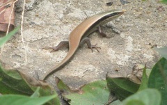Eutropis carinata