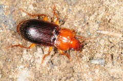 Amphasia interstitialis