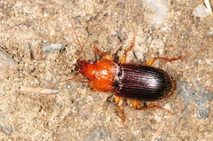 Amphasia interstitialis