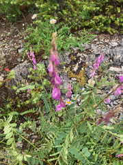 Hedysarum occidentale