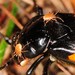 Ácaro Parásito de Escarabajos - Photo (c) Jason M Crockwell, algunos derechos reservados (CC BY-NC-ND), subido por Jason M Crockwell