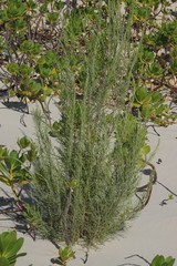 Passerina rigida