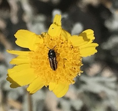 Acmaeodera quadrivittatoides