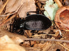 Carabus goryi