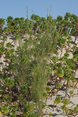 Passerina rigida