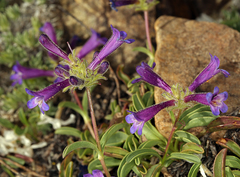 Penstemon heterodoxus heterodoxus
