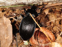 Carabus goryi