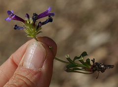 Penstemon heterodoxus heterodoxus
