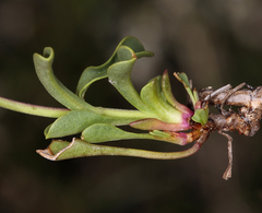 Penstemon heterodoxus heterodoxus