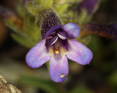 Penstemon heterodoxus heterodoxus