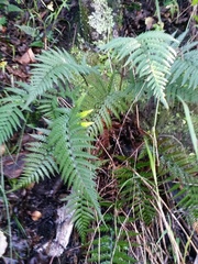 Polystichum neozelandicum neozelandicum