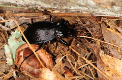 Carabus goryi