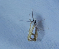 Catoptria permutatellus