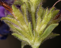 Penstemon heterodoxus heterodoxus