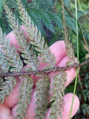 Polystichum neozelandicum neozelandicum