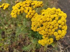 Tanacetum vulgare