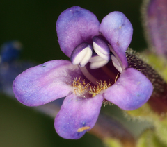 Penstemon heterodoxus heterodoxus