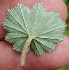 Alchemilla pectinata
