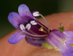 Penstemon heterodoxus heterodoxus