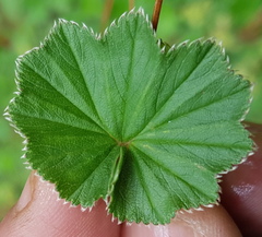 Alchemilla pectinata